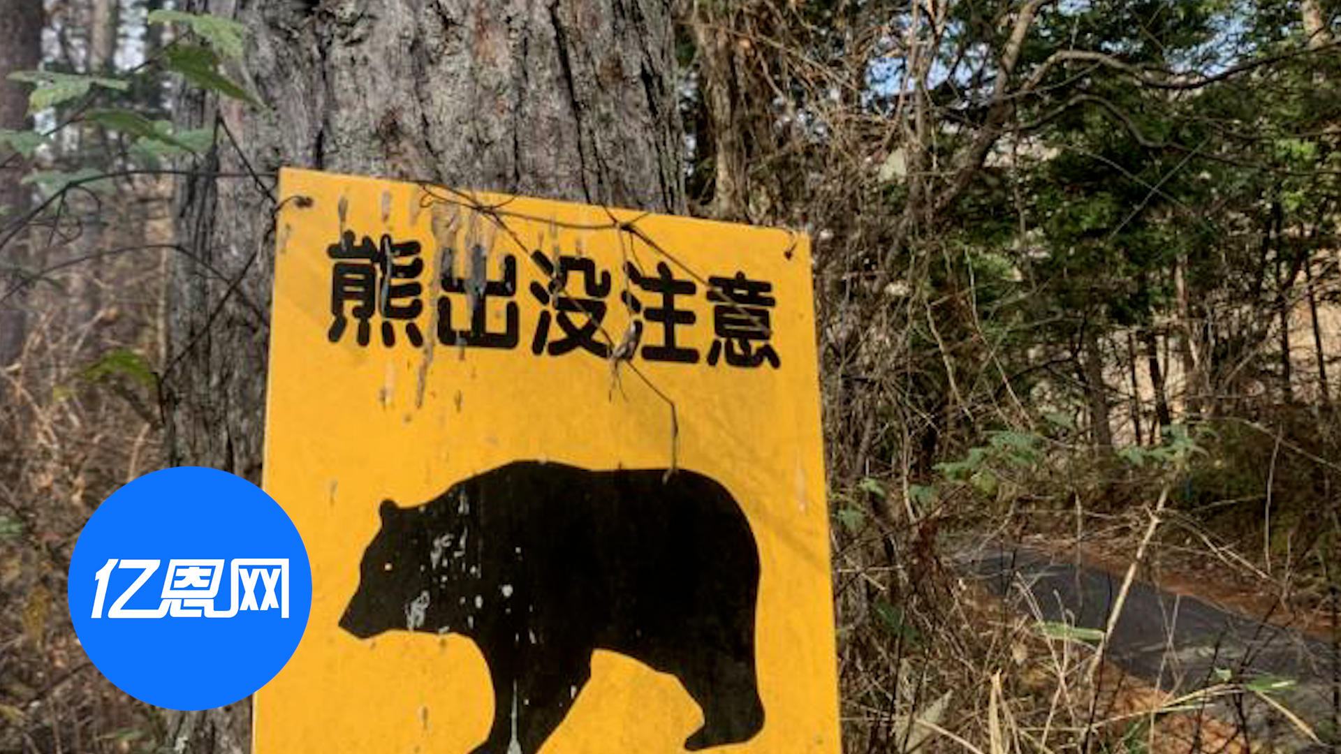 日本上演“熊出没”，防熊喷雾器卖爆了！